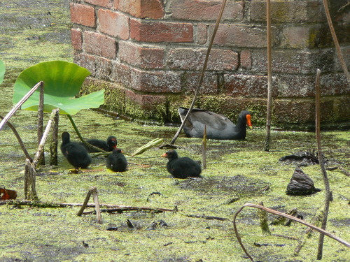 Gallinula tenebrosa