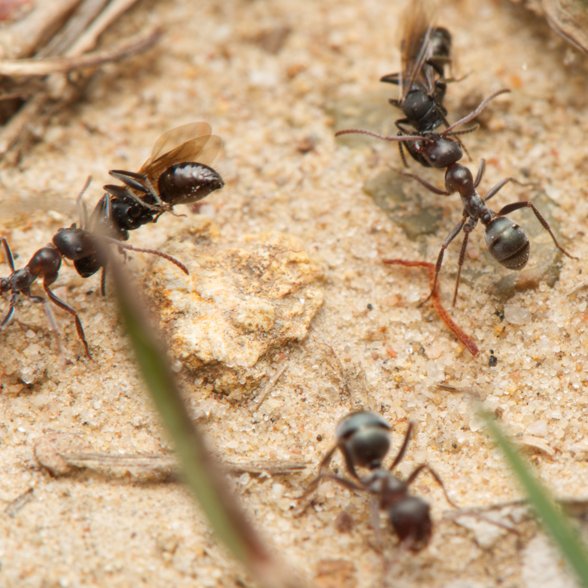 Melophorus gibbosus