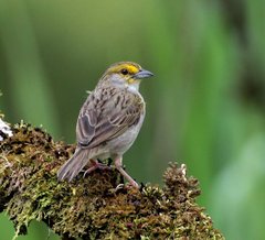 Ammodramus aurifrons