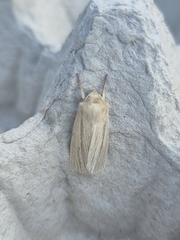 Mythimna pallens