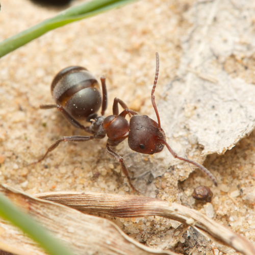 Melophorus gibbosusMelophorus gibbosus
