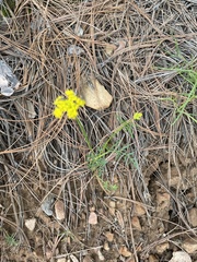 Pseudocymopterus