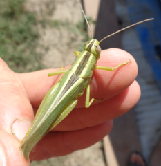 Heteracris pterosticha