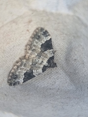 Xanthorhoe fluctuata