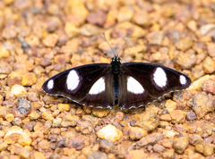 Hypolimnas misippus