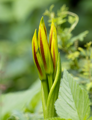 Crinum ornatum