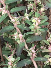 Euphorbia maculata