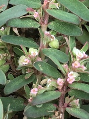 Euphorbia maculata