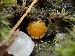 Octospora maireana