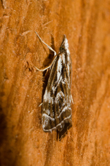 Catoptria oregonicus
