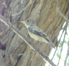 Empidonax traillii extimus