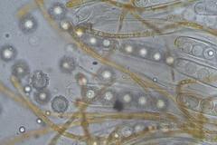 Octospora maireana