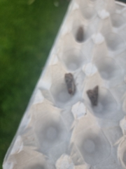Apamea monoglypha