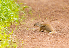 Euxerus erythropus