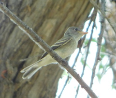 Empidonax traillii extimus
