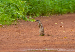 Euxerus erythropus