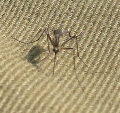 Aedes geniculatus