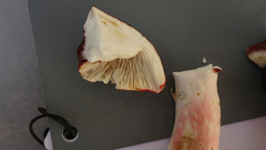 Russula rhodopus