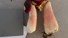 Russula rhodopus