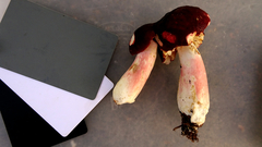 Russula rhodopus