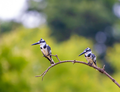 Ceryle rudis rudis