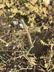 Dactyloctenium aegyptium