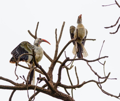 Tockus erythrorhynchus