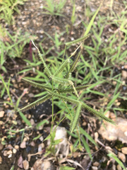 Dactyloctenium aegyptium