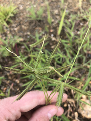 Dactyloctenium aegyptium