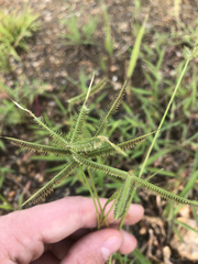 Dactyloctenium aegyptium