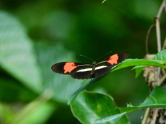 Heliconius erato phyllis