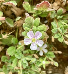 Erodium corsicum