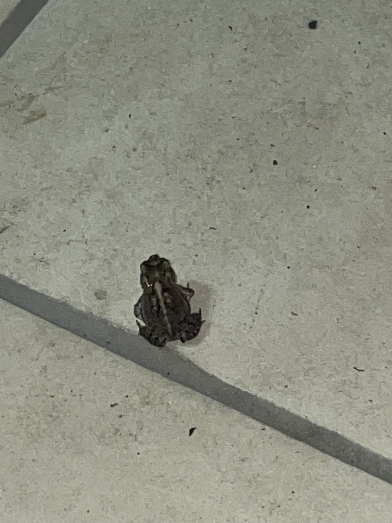 Southern Toad from Surrey Downs Ct, Wilmington, NC, US on August 3