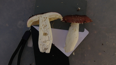 Russula favrei