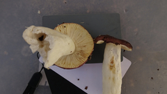 Russula favrei