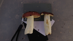 Russula favrei