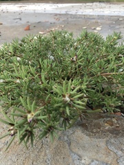 Portulaca pilosa