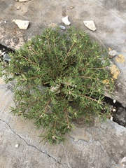 Portulaca pilosa