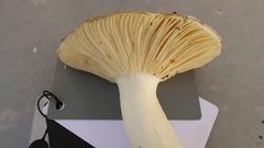 Russula favrei