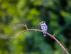 Ceryle rudis rudis