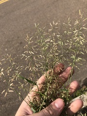 Eragrostis minor