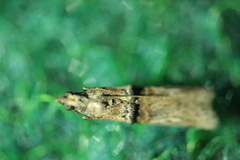 Trachonitis cristella