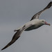 Southern Royal Albatross - Photo (c) Peter Shearer, some rights reserved (CC BY-NC), uploaded by Peter Shearer