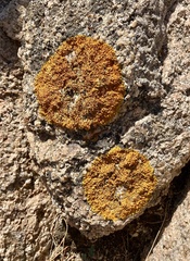 Xanthoria calcicola