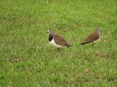 Vanellus melanopterus minor