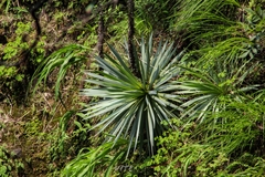 Agave dasylirioides