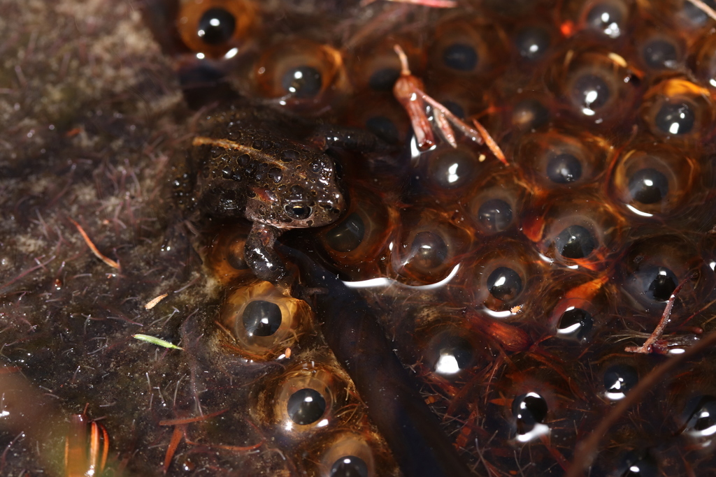 Moonlight Mountain Toadlet