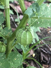 Physalis angulata