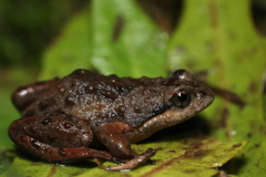Microbatrachella capensis