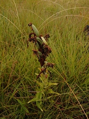 Habenaria epipactidea